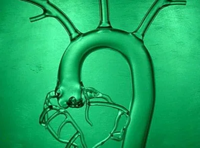 Glass aortic arch model lit in emerald green for Vasodyn